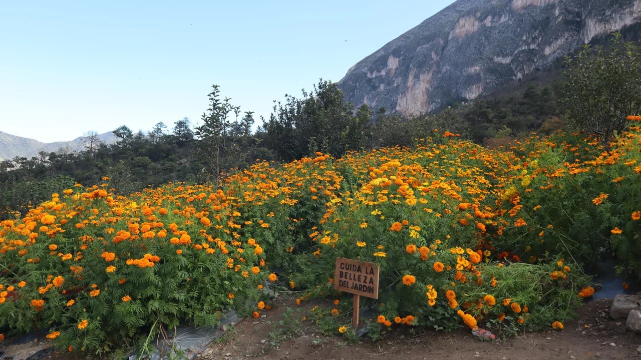 Campo de cempasúchil al pie de la sierra