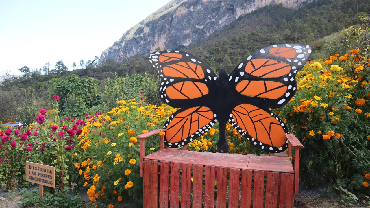 Espacio para fotografías con una mariposa y flores
