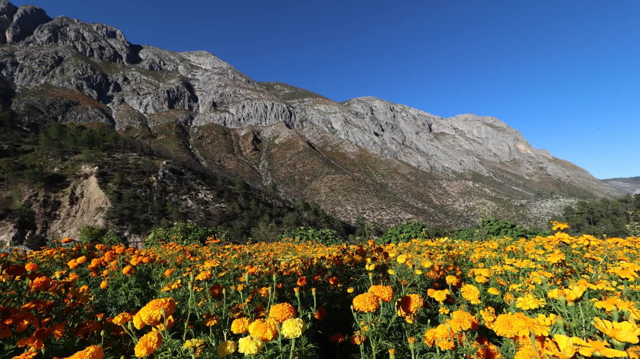 Montañas de Santiago sobre el jardín de flores